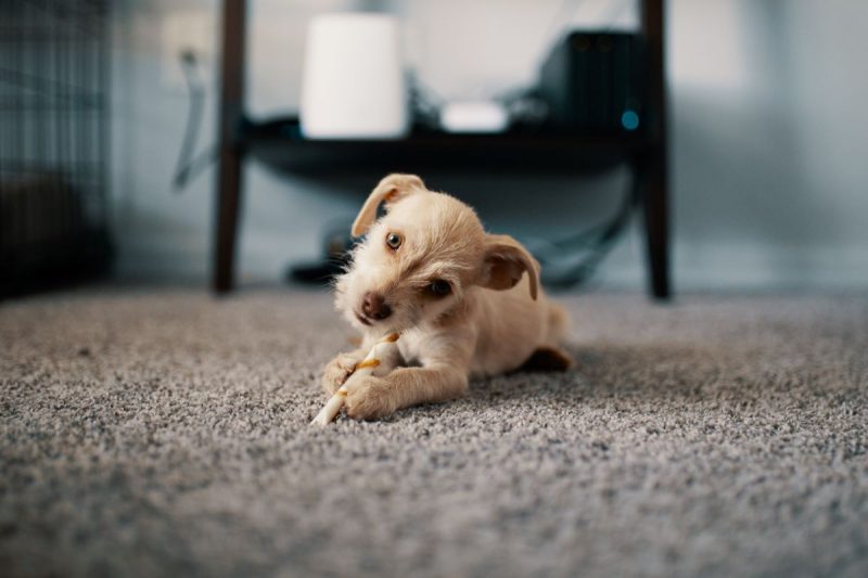Carpet Cleaning Service Prices